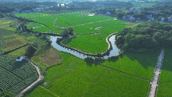 南雄市湖口镇承平“双优基地”.jpg