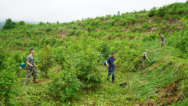 油茶管护 (2).JPG