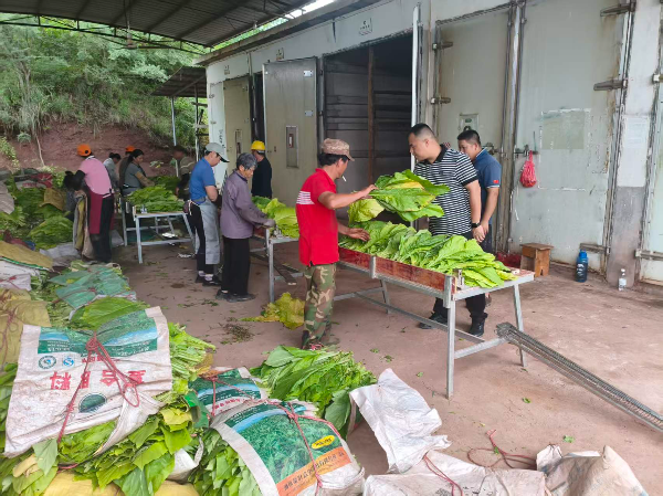 湖口镇:烟农忙烘烤 金叶促增收.jpg